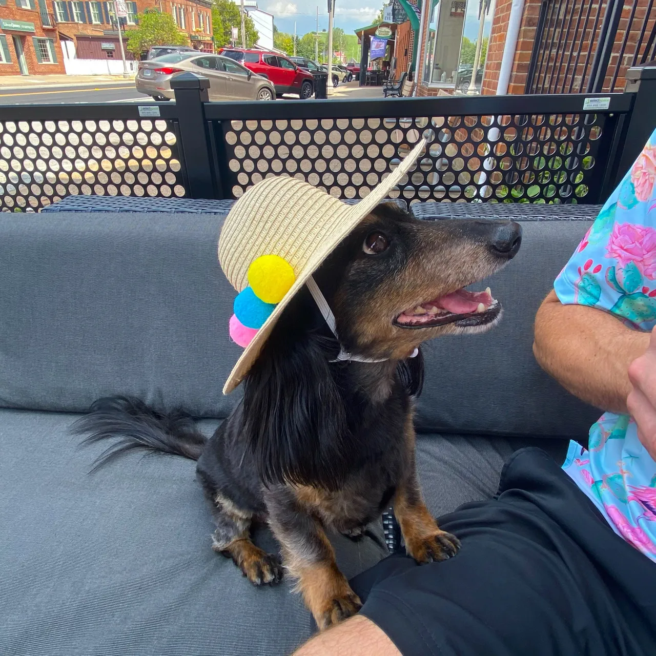 Dachshund sitting on the patio